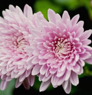 菊